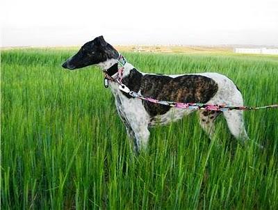 GALGA ROBADA EN MADRID SUR!!!