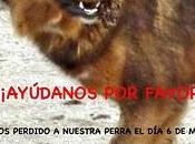 Perrita perdida Madrid. Ayuda para encontrarla!!!