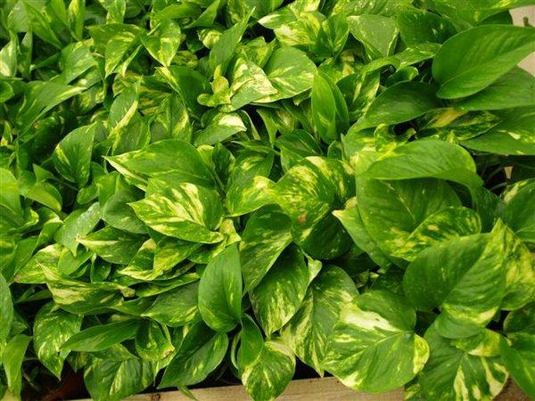 Plantas descontaminantes para la cocina