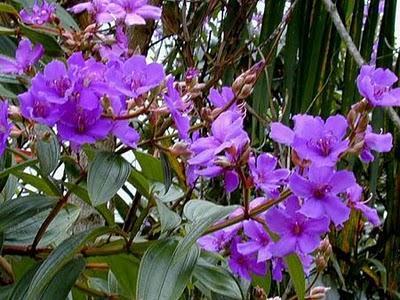 Tibuchina - Tibouchina urvilleana