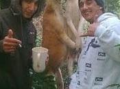 maltrato animal.