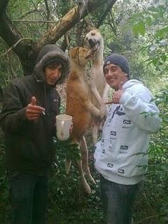 No al maltrato animal.