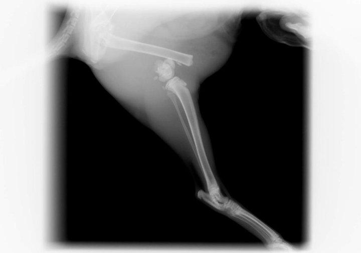 ayuda para la gatita que tiraron los bomberos de un 4º piso