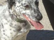 Mambo, cachorro abandonado perrera, peligro sacrificio, urgente!