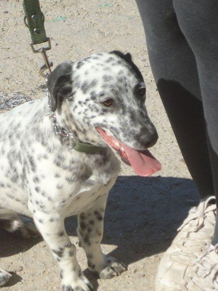 MAMBO, CACHORRO ABANDONADO EN PERRERA, PELIGRO DE SACRIFICIO, URGENTE!