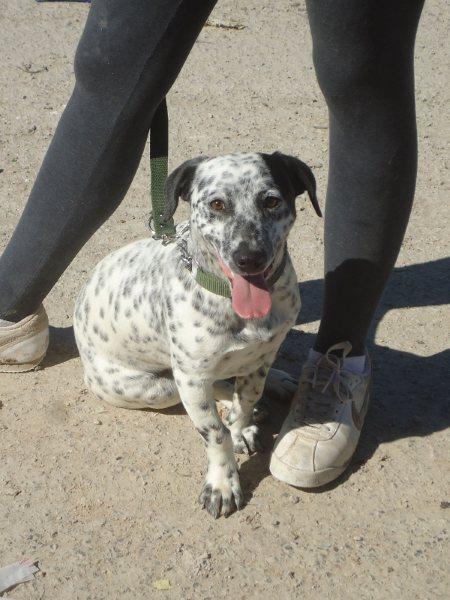 MAMBO, CACHORRO ABANDONADO EN PERRERA, PELIGRO DE SACRIFICIO, URGENTE!