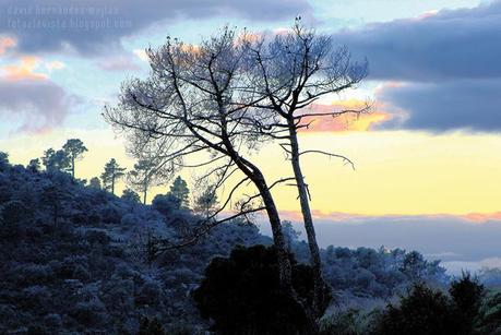 Paisaje con árboles de la sierra de Robledo de Chavela, Madrid