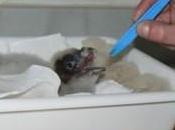 Centro Cría Quebrantahuesos