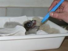 Centro de Cría de Quebrantahuesos