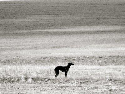 Los galgos ahorcados           por Rafael Narbona        ...