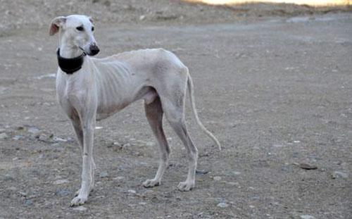 Los galgos ahorcados           por Rafael Narbona        ...