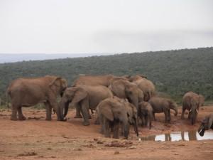 Manada de elefantes cerca de un charco de agua en el Parque Nacional de Addo