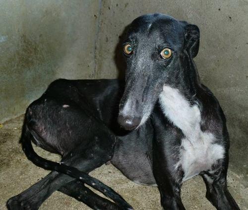 Los galgos ahorcados por Rafael Narbona