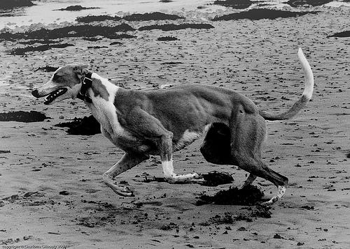 Los galgos ahorcados por Rafael Narbona