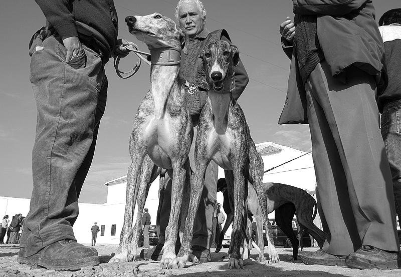 Los galgos ahorcados por Rafael Narbona
