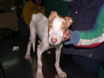 CHESCO.Quieres adoptarle?? Sacedón,(Guadalajara)