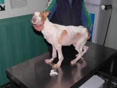 CHESCO.Quieres adoptarle?? Sacedón,(Guadalajara)