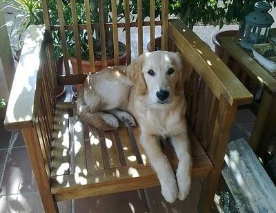 Golden retriever en adopción - Lo llevan a la perrera! Mallorca.