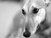 galgos ahorcados.