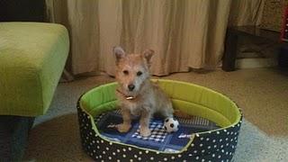Recaudación para el rescate animal‏.