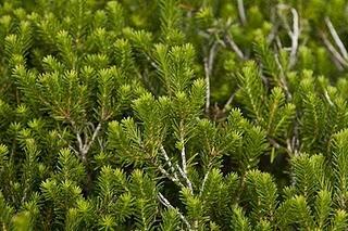 PIELAGOS, GRANDE POR NATURALEZA