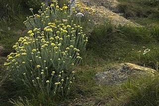 PIELAGOS, GRANDE POR NATURALEZA