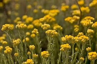 PIELAGOS, GRANDE POR NATURALEZA