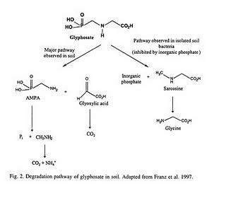El glifosato NO produce malformaciones. Confirmado científicamente