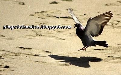 DISCULPEN  LAS  MOLESTIAS...