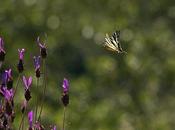 mariposa chupaleche