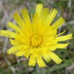 Vellosilla, planta medicinal, fotos