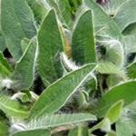 Vellosilla, planta medicinal, fotos