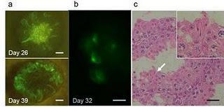 Investigadores japoneses convierten en el laboratorio células del testículo de ratones en esperma maduro para fecundar Investigadores japoneses convierten en el laboratorio células del testículo de ratones en esperma maduro para fecundar