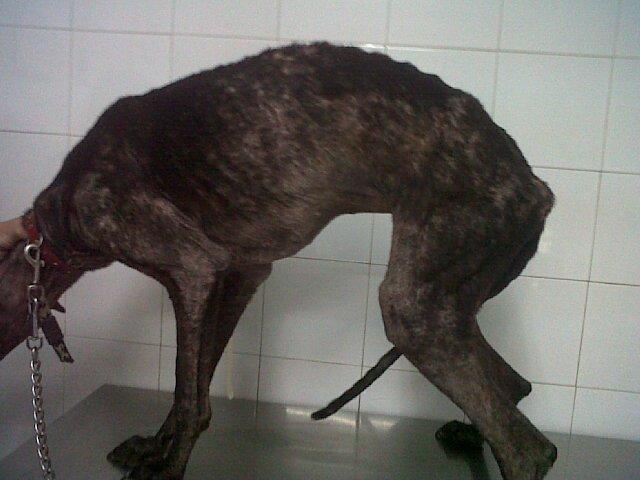 Luisa al limite del horror (Sevilla)