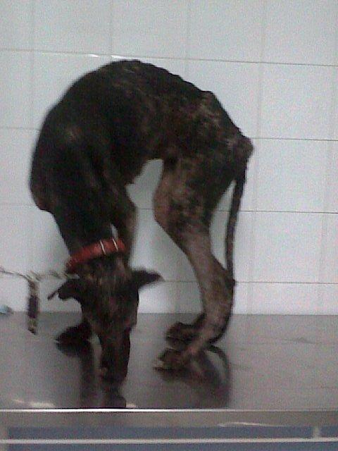 Luisa al limite del horror (Sevilla)