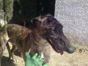 Valiente, galgo perrera Hellin.