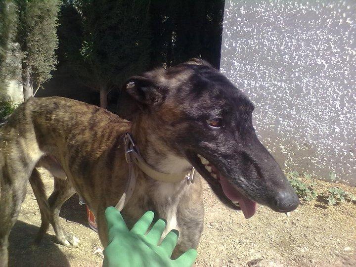 Valiente, galgo en la perrera de Hellin.