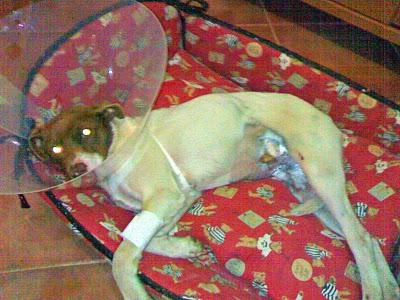 BOTAS, PERRITO ATROPELLADO