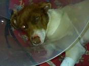 Botas, perrito atropellado