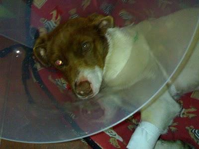 BOTAS, PERRITO ATROPELLADO