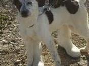 Lucho, meses perrera, urgente!!