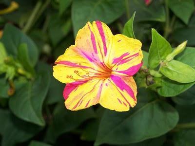 Mirabilis jalapa