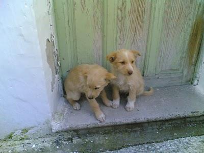 DOS HERMANITOS DE DOS MESES MACHO Y HEMBRA . NECESITAMOS ADOPTANTES