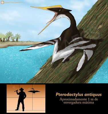 Paleoficha: Pterodactylus antiquus