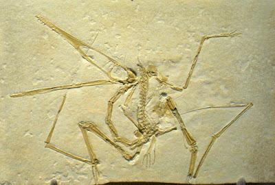 Paleoficha: Pterodactylus antiquus