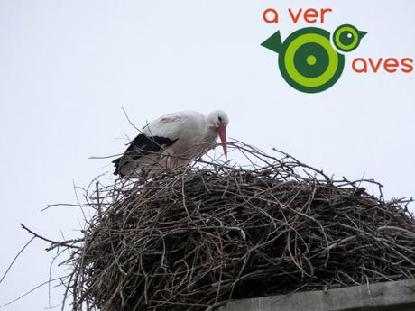 Están cerrados El Retiro y El Capricho, pero hay cien parques más abiertos