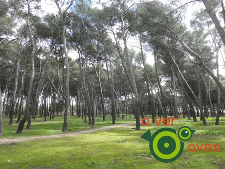 Están cerrados El Retiro y El Capricho, pero hay cien parques más abiertos