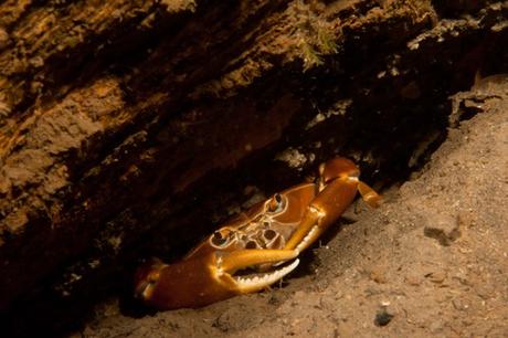 Cangrejito barranqueño