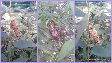 Presentación del Reto Amistoso N° 99 :