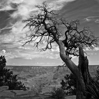 UN ÁRBOL SE NOS MUERE...